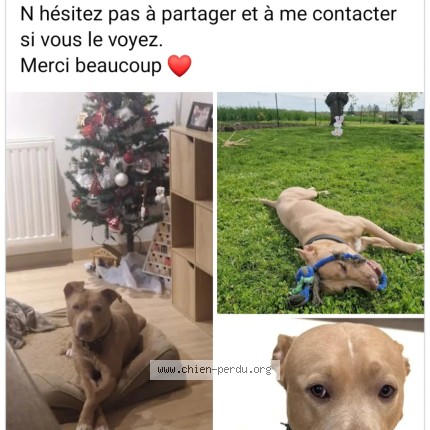 Photo 1/1 Chien retrouvé Perdu à Montierchaume