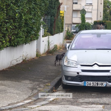 Photo 1/1 Chien trouvé Trouvé à Valence