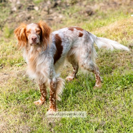 Photo 1/1 Chien retrouvé Perdu à Capdenac