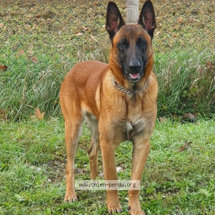 Photo 1/3 Chien retrouvé Perdu à Vielmur Sur Agout