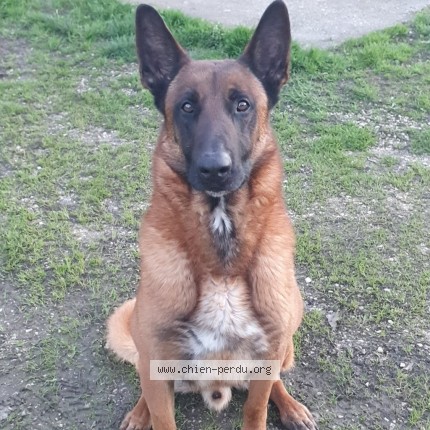 Photo 2/3 Chien retrouvé Perdu à Vielmur Sur Agout