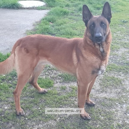 Photo 3/3 Chien retrouvé Perdu à Vielmur Sur Agout