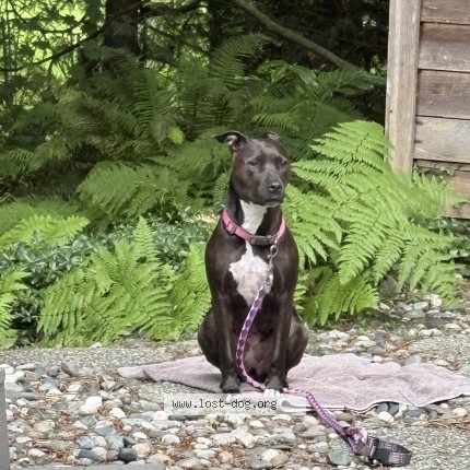 Photo 1/1 stella Chien perdu à Maple Ridge