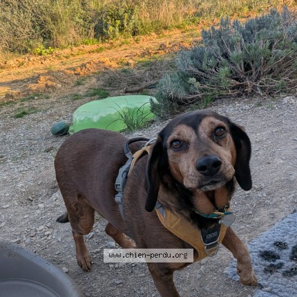 Photo 1/1 Chien retrouvé Perdu à Villeveyrac