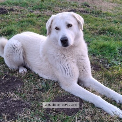 Photo 1/1 Léon Chien perdu à L Isle Sur La Sorgue