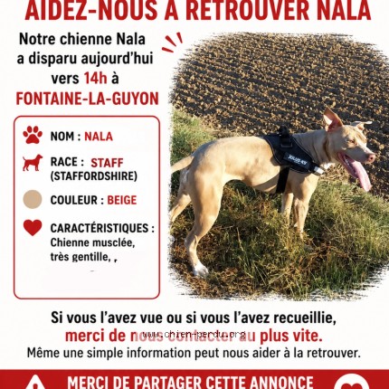 Photo 1/1 nala Chien perdu à Orebin