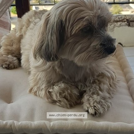 Photo 1/1 Chien retrouvé Perdu à Saint Raphael