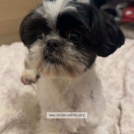 Photo de chien perdu à Guines
