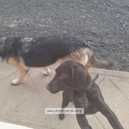 Photo de chien perdu à Mazieres Sur Beronne