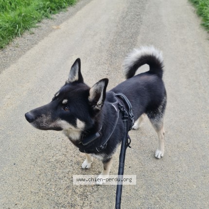 Photo 1/1 Ares Chien perdu à Verlus