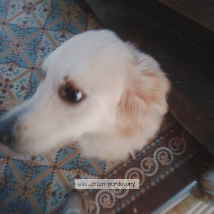 Photo 1/1 Chien trouvé Trouvé à Croisille