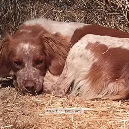 Photo 1/1 Altesse Chien perdu à La Capelle Bonance