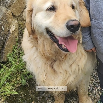 Photo 1/1 Chien retrouvé Perdu à Cadarcet