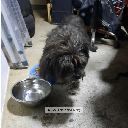 Photo 1/1 Chien retrouvé Trouvé à Saint Martin D Auxigny