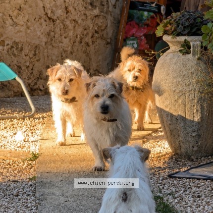 Photo 1/2 Jack Jeff Sean Shana Jade Chien perdu à Ponteves