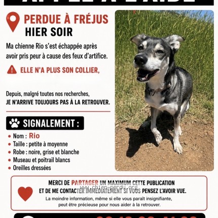 Photo 1/1 Rio Chien perdu à Frejus
