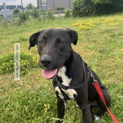 Photo de chien perdu à Arques
