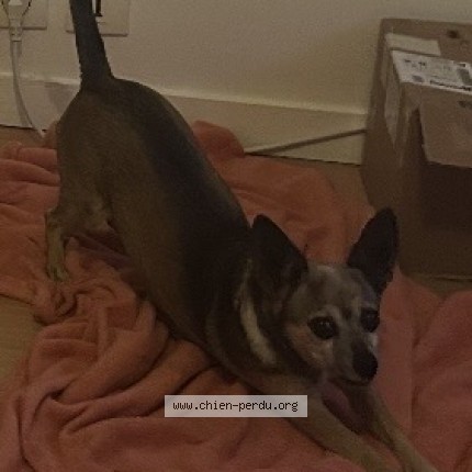 Photo de chien perdu à Le Havre