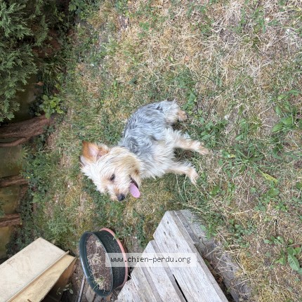 Photo 1/1 Chien trouvé Trouvé à Aix Les Bains