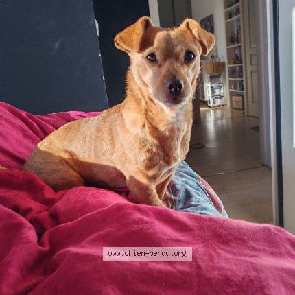 Photo 1/1 Chien retrouvé Perdu à Strasbourg