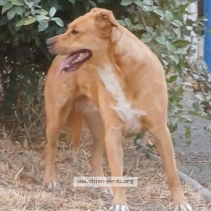 Photo 1/1 Chien trouvé Trouvé à Villegailhenc