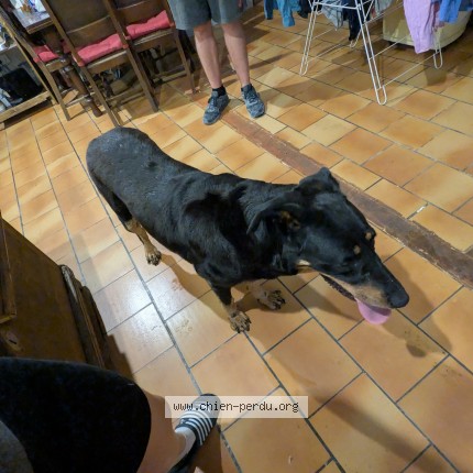 Photo 1/1 Chien trouvé Trouvé à Berthegon