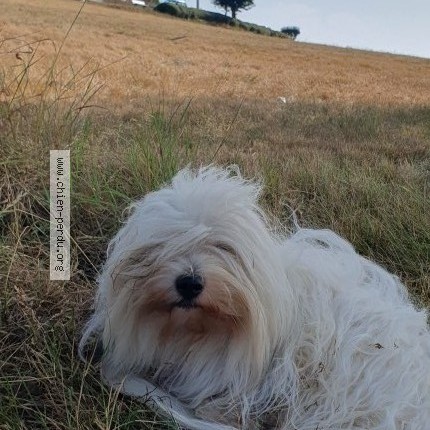 Photo 1/2 Sherlock Chien perdu à Lamontelarie