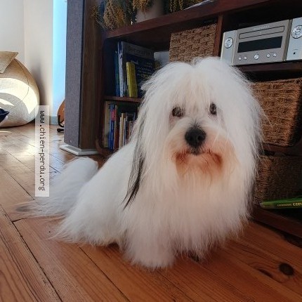 Photo 2/2 Sherlock Chien perdu à Lamontelarie