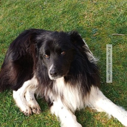 Photo 1/1 IPSY Chien perdu à Grandsaigne