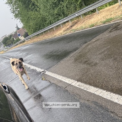 Photo de chien trouvé à Maillot