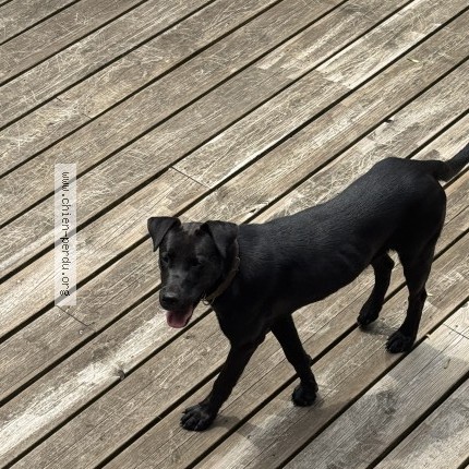 Photo 1/1 Chien trouvé Trouvé à Marmanhac