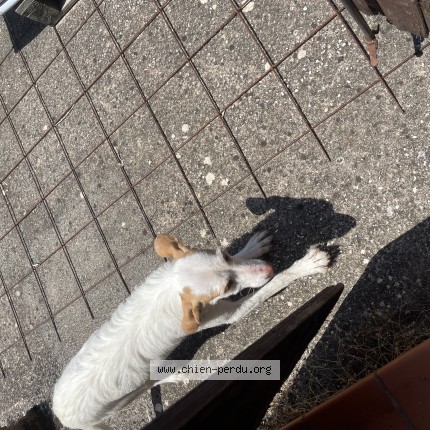 Photo 1/1 Chien trouvé Trouvé à Saint Maximin La Sainte Baume