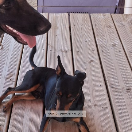 Photo 1/1 Chien retrouvé Perdu à Montlouis Sur Loire