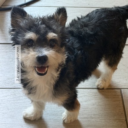 Photo 1/1 Oreo Chien perdu à Limoges