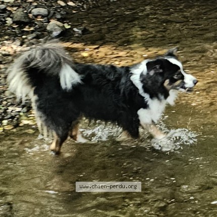 Photo 1/1 seven Chien perdu à Pau