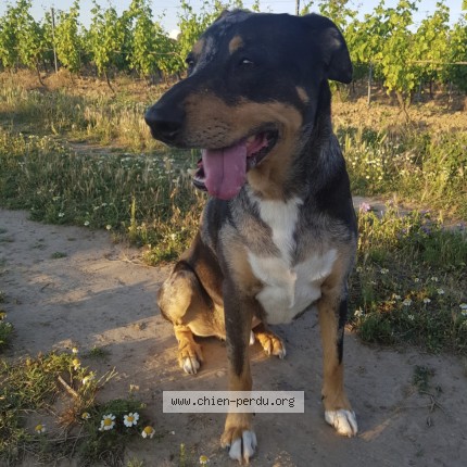 Photo 1/1 Junior Chien perdu à Saint Couat D Aude