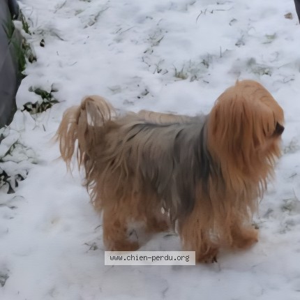 Photo 1/1 gucci Chien perdu à Delle