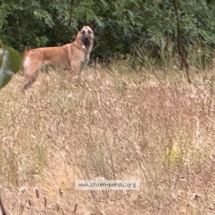 Photo 1/1 Chien trouvé Trouvé à Chateauneuf