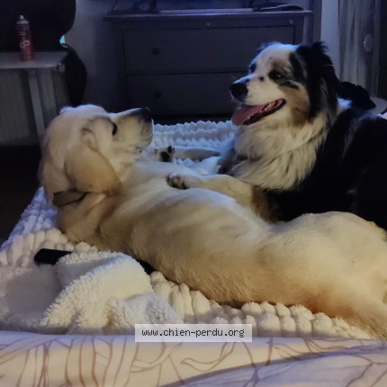 Photo 1/1 Chien retrouvé Perdu à Saint Quentin Sur Indrois