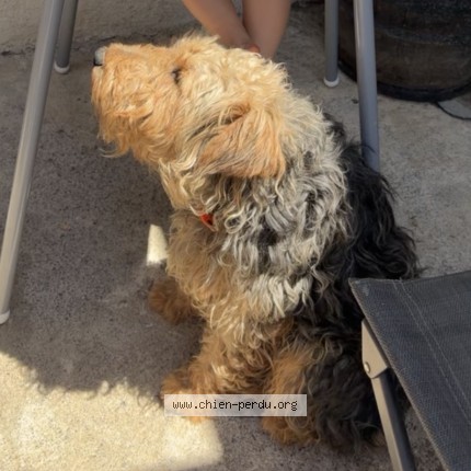 Photo 1/1 titeuf Chien perdu à Contamine Sur Arve