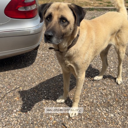 Photo 1/1 ASLAN Chien perdu à Maillot
