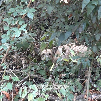 Photo 1/1 Chien trouvé Trouvé à Paris Bois De Vincennes