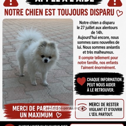 Photo 1/1 tyako Chien perdu à Eyragues