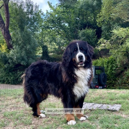 Photo 1/1 Chien retrouvé Perdu à Lauzerville