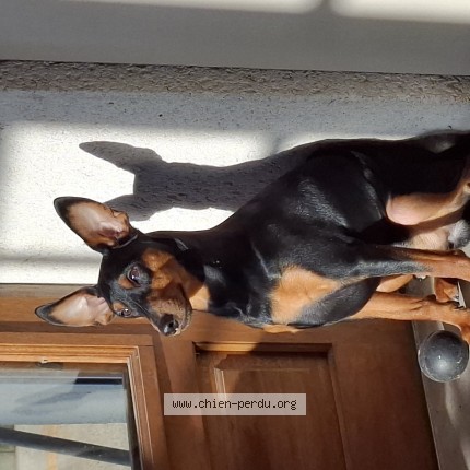 Photo 1/1 Chien retrouvé Perdu à Lye
