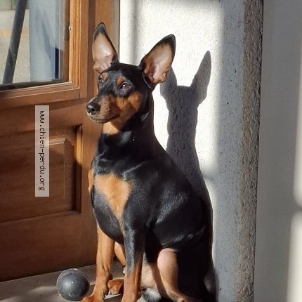 Photo 1/1 Chien retrouvé Perdu à Lye