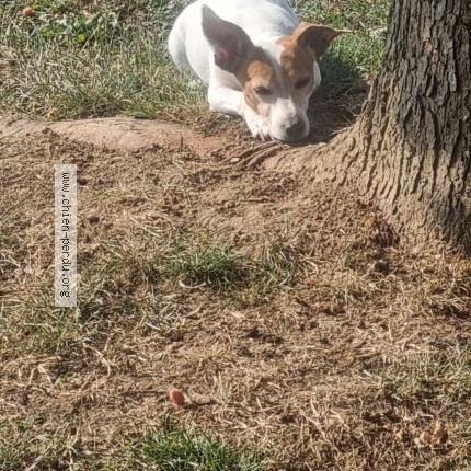 Photo 1/1 plume Chien perdu à Dampniat