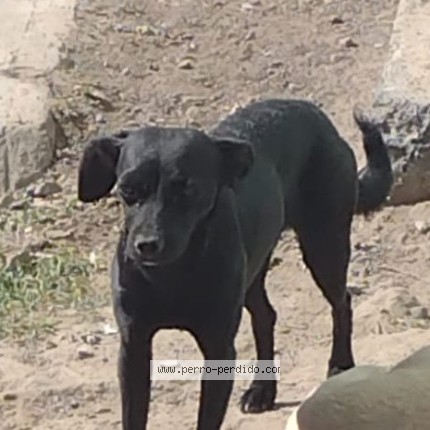 Photo de chien retrouvé à Ciudad Nicolas Romero