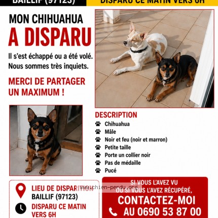 Photo 1/1 Sandjy Chien perdu à Baillif