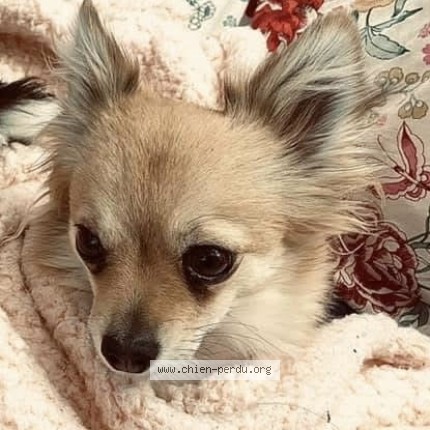 Photo 1/1 aby Chien perdu à Vivier Sur Mer